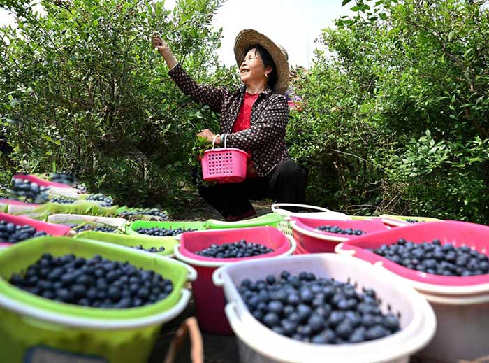 A farmer picks blueberries in a production base in Renshou township, Jing'an County, Yichun, east China's Jiangxi province.