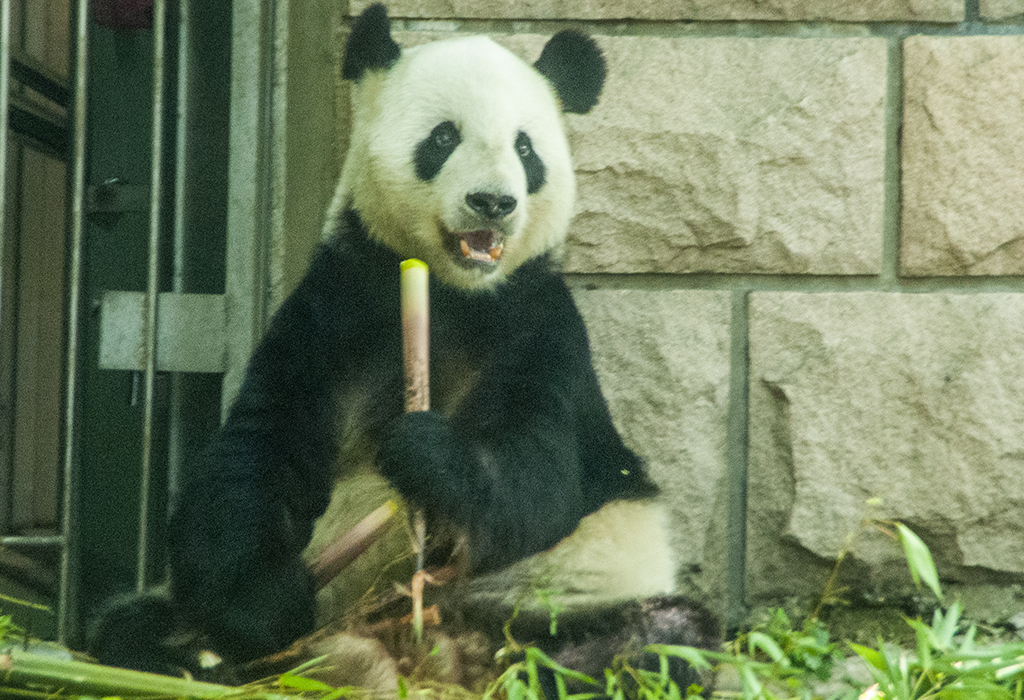 zoo beijing 2022 0011