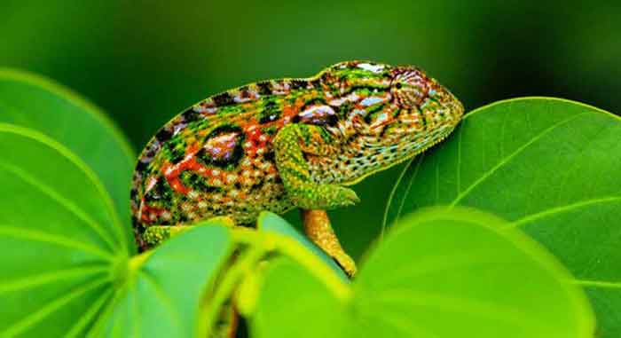 UNESCO has selected 25 marine World Heritage sites located around the world for an initial pilot phase. 