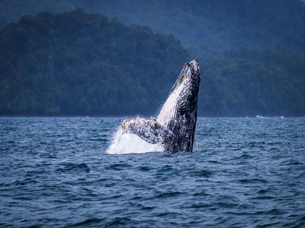 ballenas 1