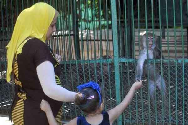 The zoo in the capital Damascus, the only one remaining in Syria, will undergo a rehabilitation process