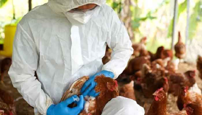 Cuarto foco de fiebre aviar en el occidente de Paraguay