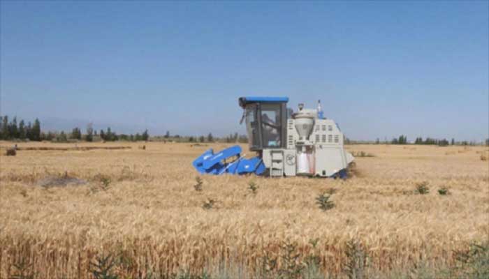 A machine harvests wheat in Yaozhanzi village.
