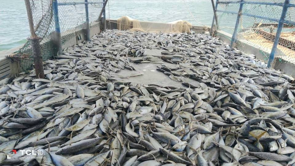 Las Tunas fishers aspire to capture more tha 130 tones this season.
