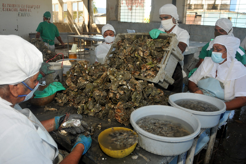 Oysters processing