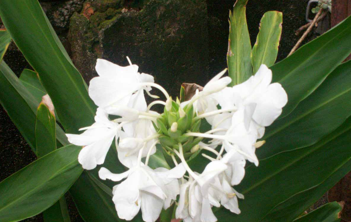 Mariposa blanca, flor nacional desde hace 85 años