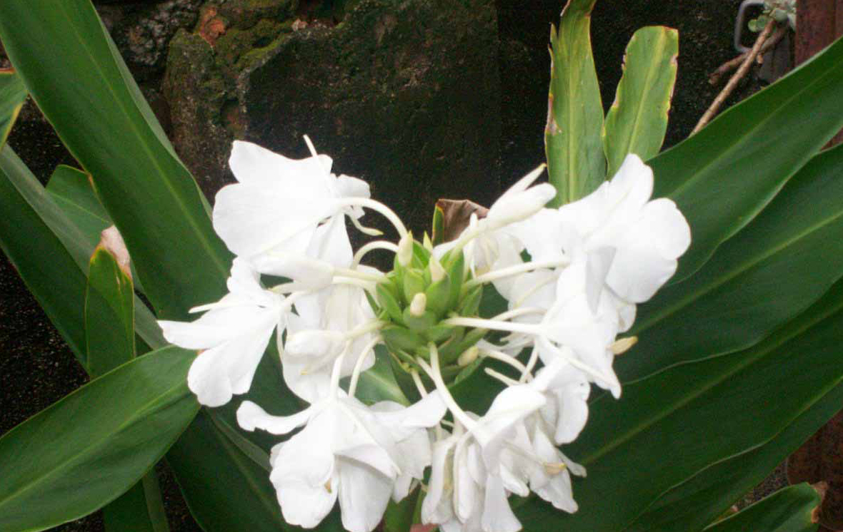 Mariposa blanca, flor nacional desde hace 85 años Mariposa blanca, flor nacional desde hace 85 años