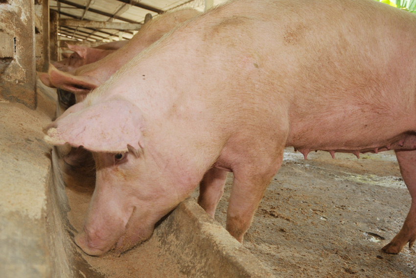 Pig farming expects to increasing its production levels