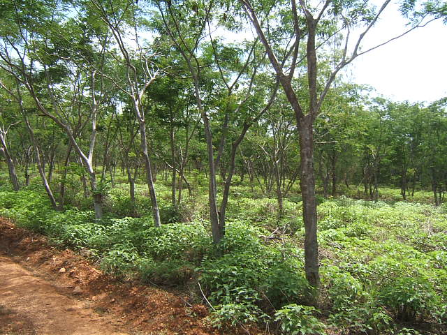 reforestación
