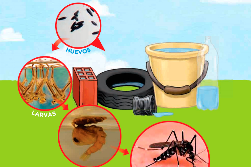 criaderos mosquito dengue