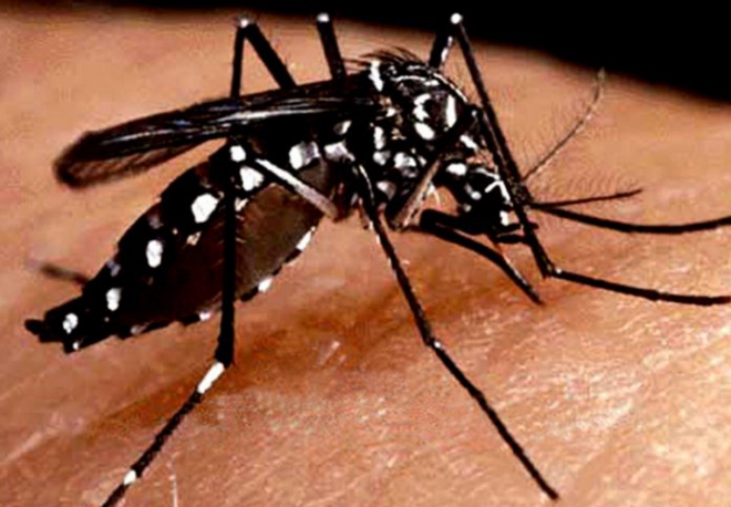 El dengue es la infección vírica más común que se transmite de los mosquitos a las personas