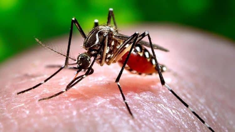 mosquito aedes