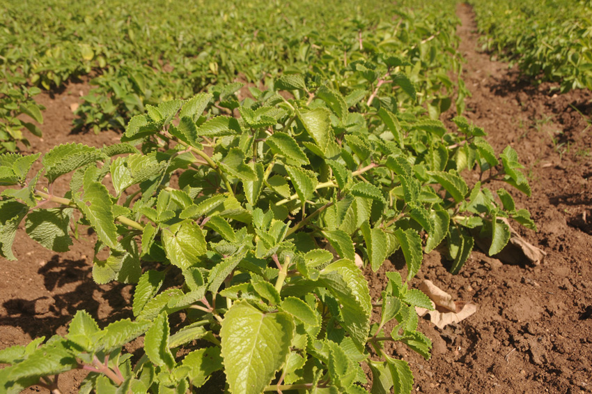 oregano medicinales rey