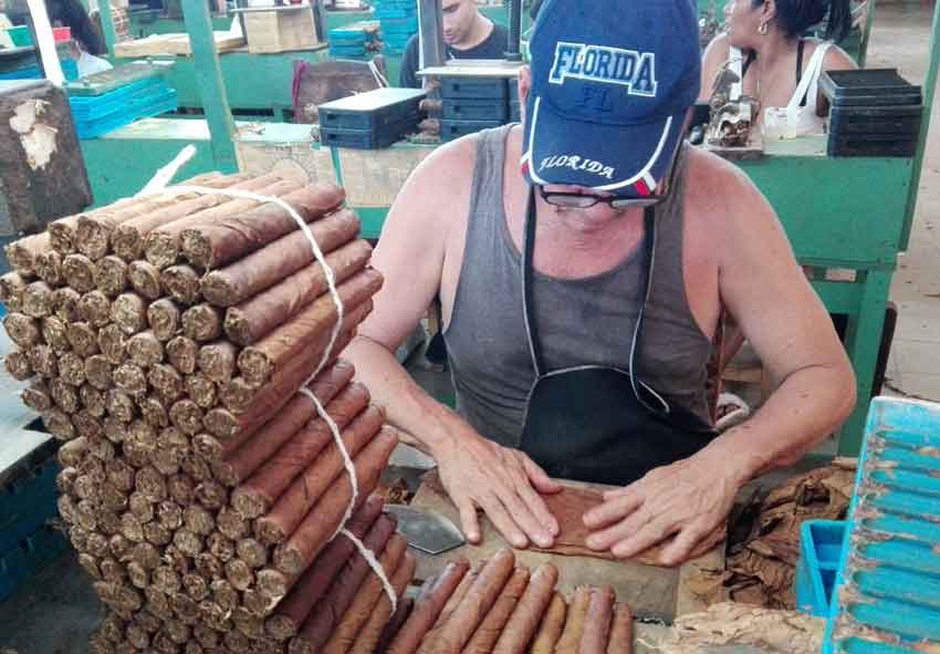 Tabaqueros de Las Tunas sobrecumplen planes de producción para el consumo nacional