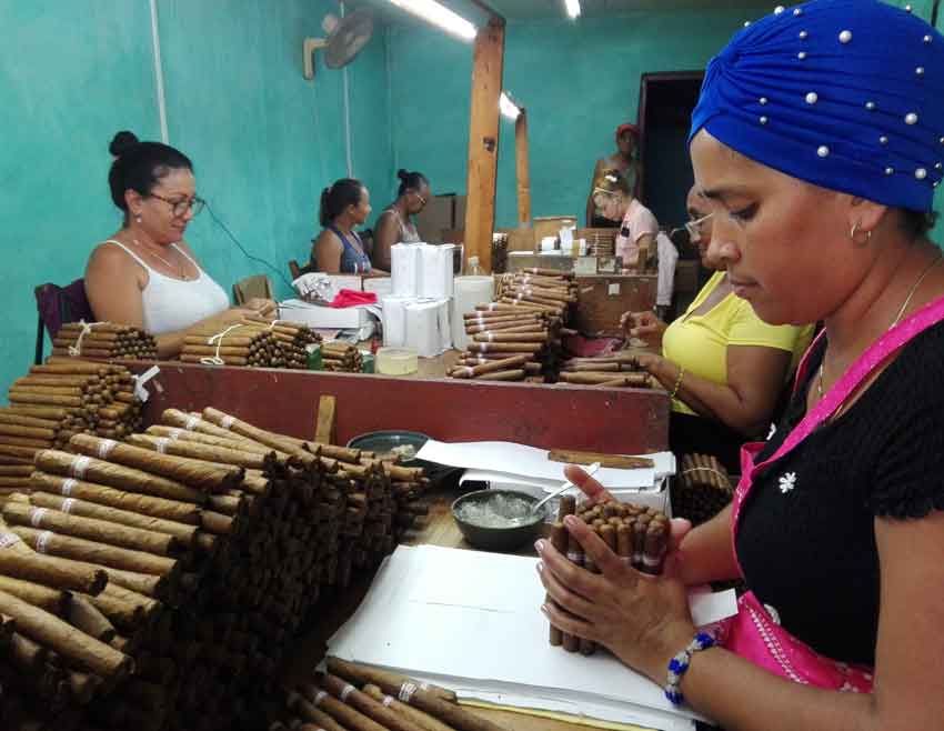 Tabaqueros de Las Tunas sobrecumplen planes de producción para el consumo nacional