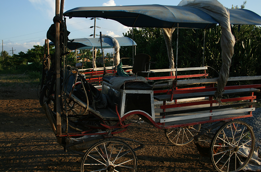 cuidando coches caballos 0001