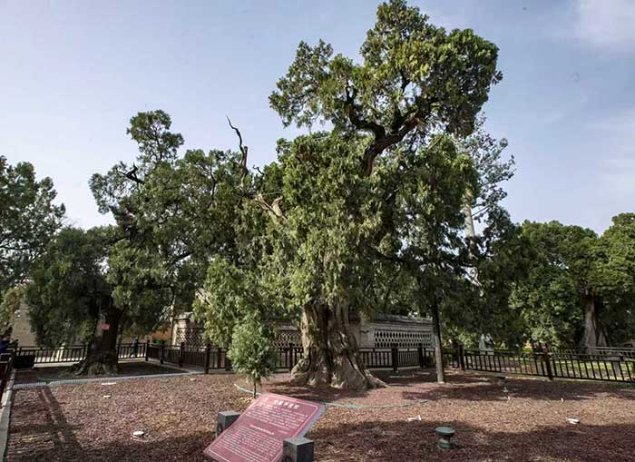 Ancient cypresses in the Cangjie Temple.