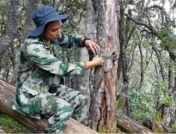 Yu Zhonghua installs an infrared camera for wildlife monitoring in the Baima Snow Mountain Nature Reserve, southwest China's Yunnan province.