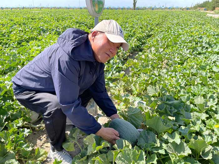 A man introduces the planting techniques of Hami melon in a melon field in Yizhou district, Hami.