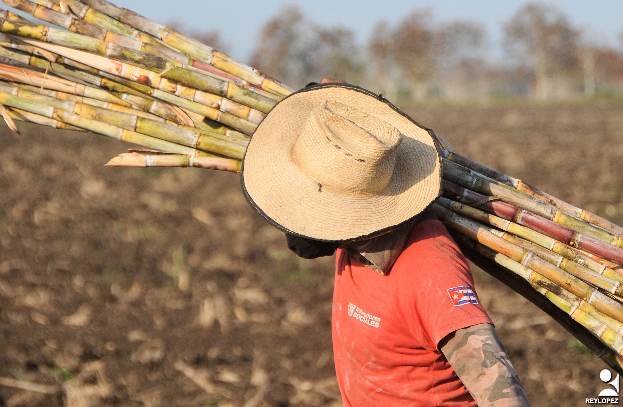 caña siembra semilla rey