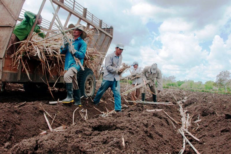 siembra de caña en UBPC Diego Felipe Puerto Padre