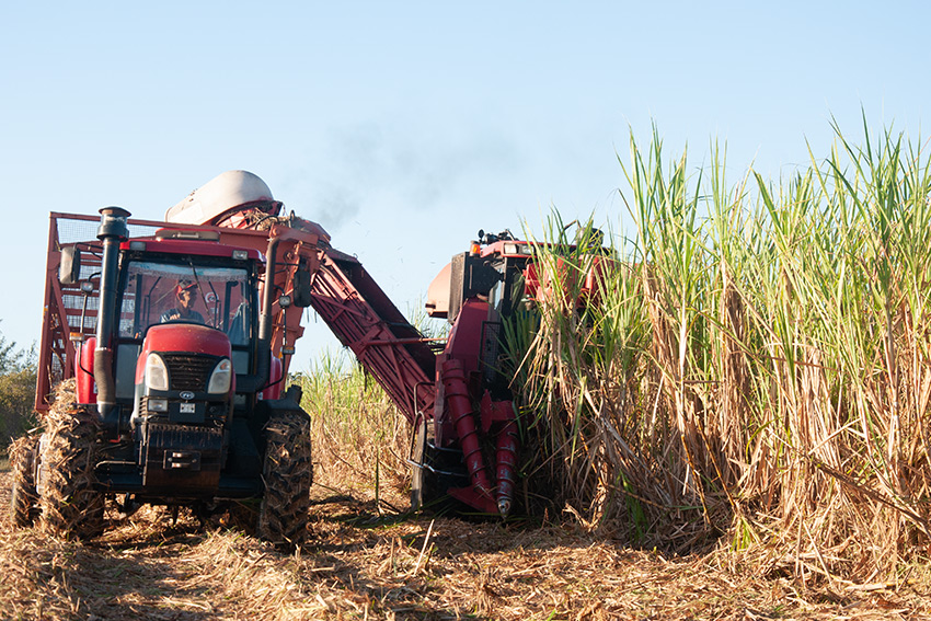 The cutting of energy sugarcane is among the preparations for the next harvest