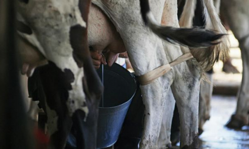 Deudas, sequía y déficit de combustible frenan acopio de leche en provincia cubana