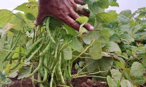 Frijoles, del surco a la mesa de los tuneros