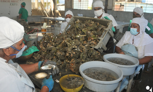 Oyster Farming, Another Bet of Pescatún