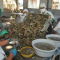 Oyster Farming, Another Bet of Pescatún