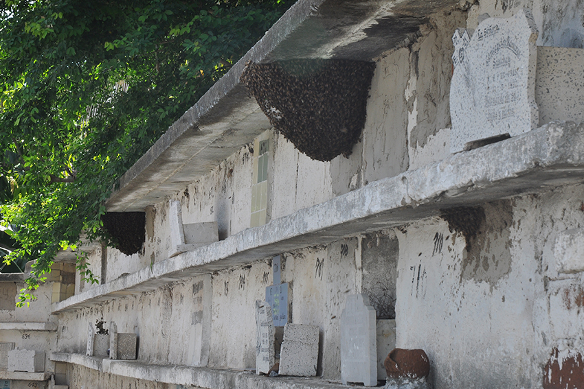 cementerio. panal de abejas
