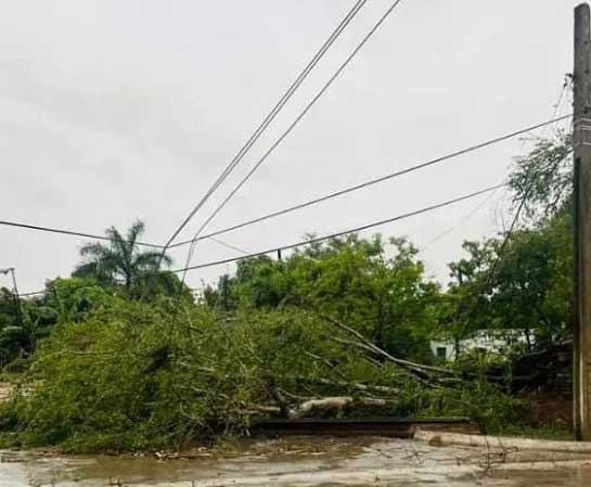 La caída de árboles provocó averías en la red eléctrica y telefónica.