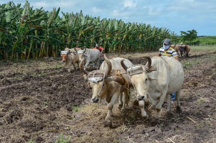 agric