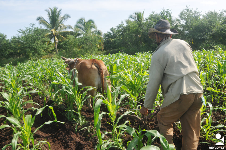 agricultura calera rey