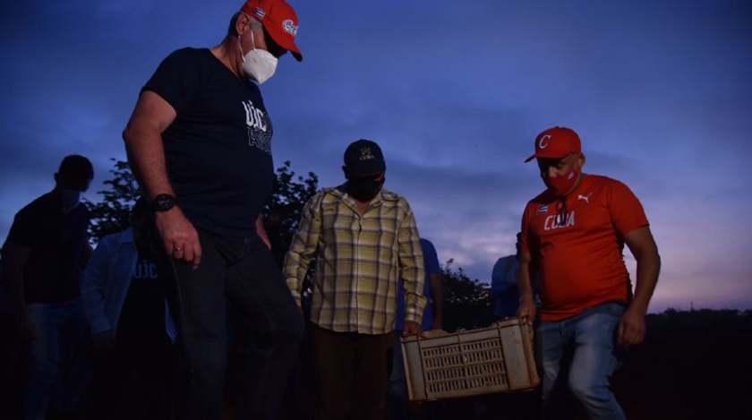 Cuban President Miguel Díaz-Canel participated Sunday in volunteer work
