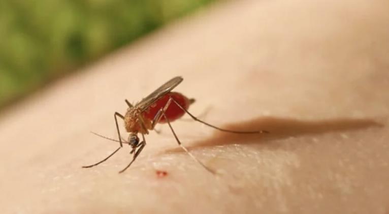 medidas oropouche