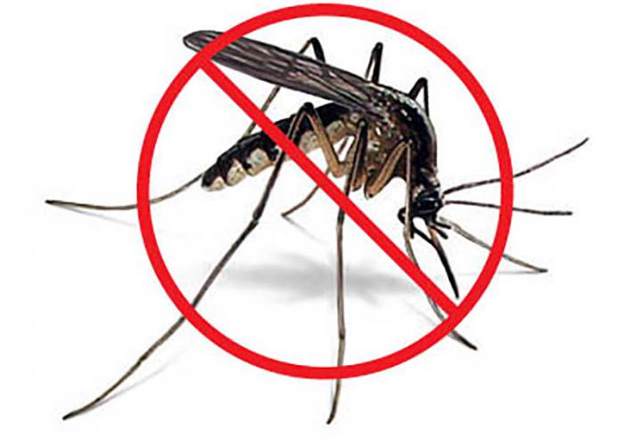 mosquito 3