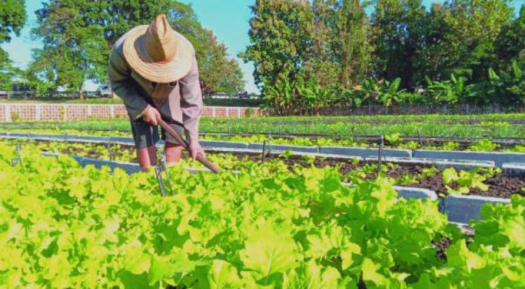 pinar agricultura urbana