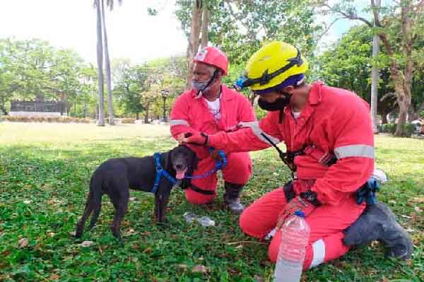 Two pet animals were alive from the ruins of the Saratoga Hotel