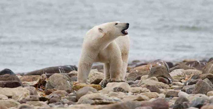 declines are consistent with long-standing predictions of the demographic effects of climate change on polar bears.