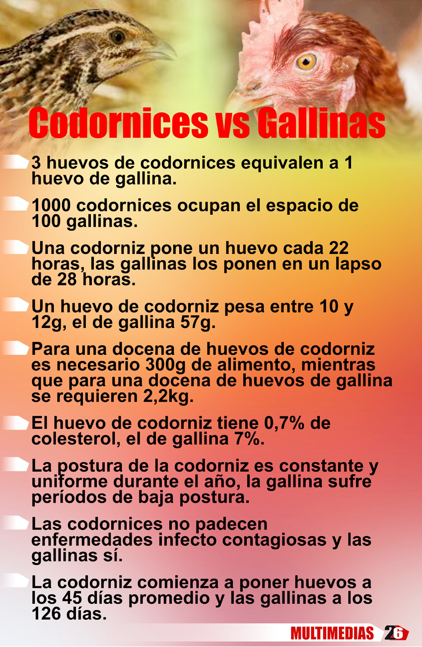 codornizvsgallina