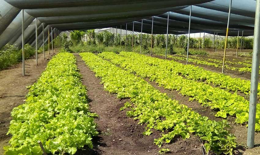 La Siguaraya farm