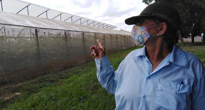 Nancy works in two protected crops houses