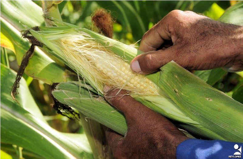 Apocoop contribuye a producción de alimentos