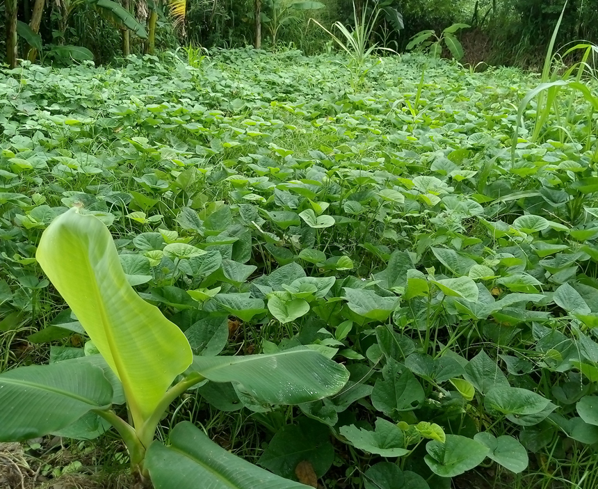 Boniato y plátano macho
