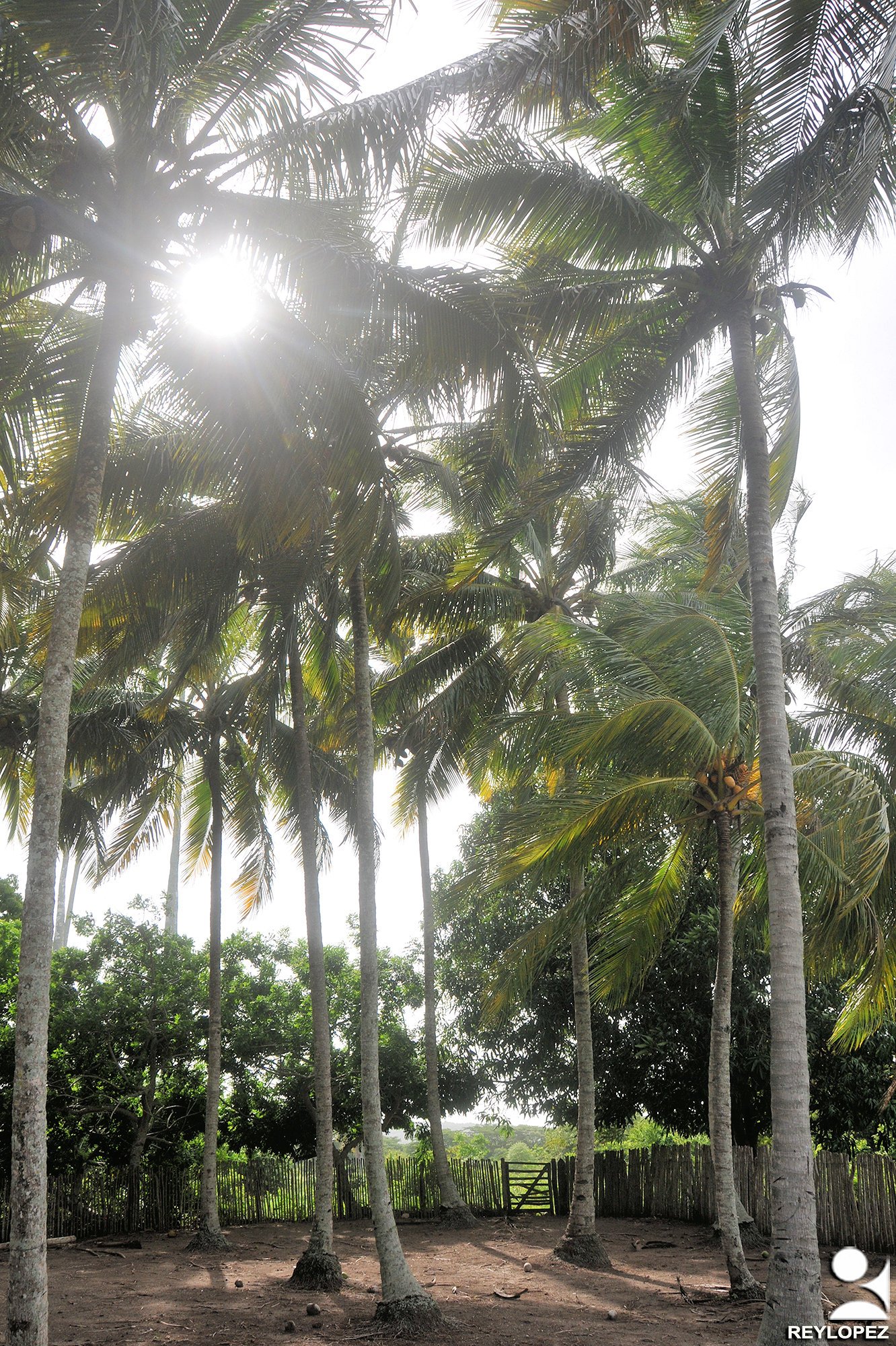 COCOS Rey