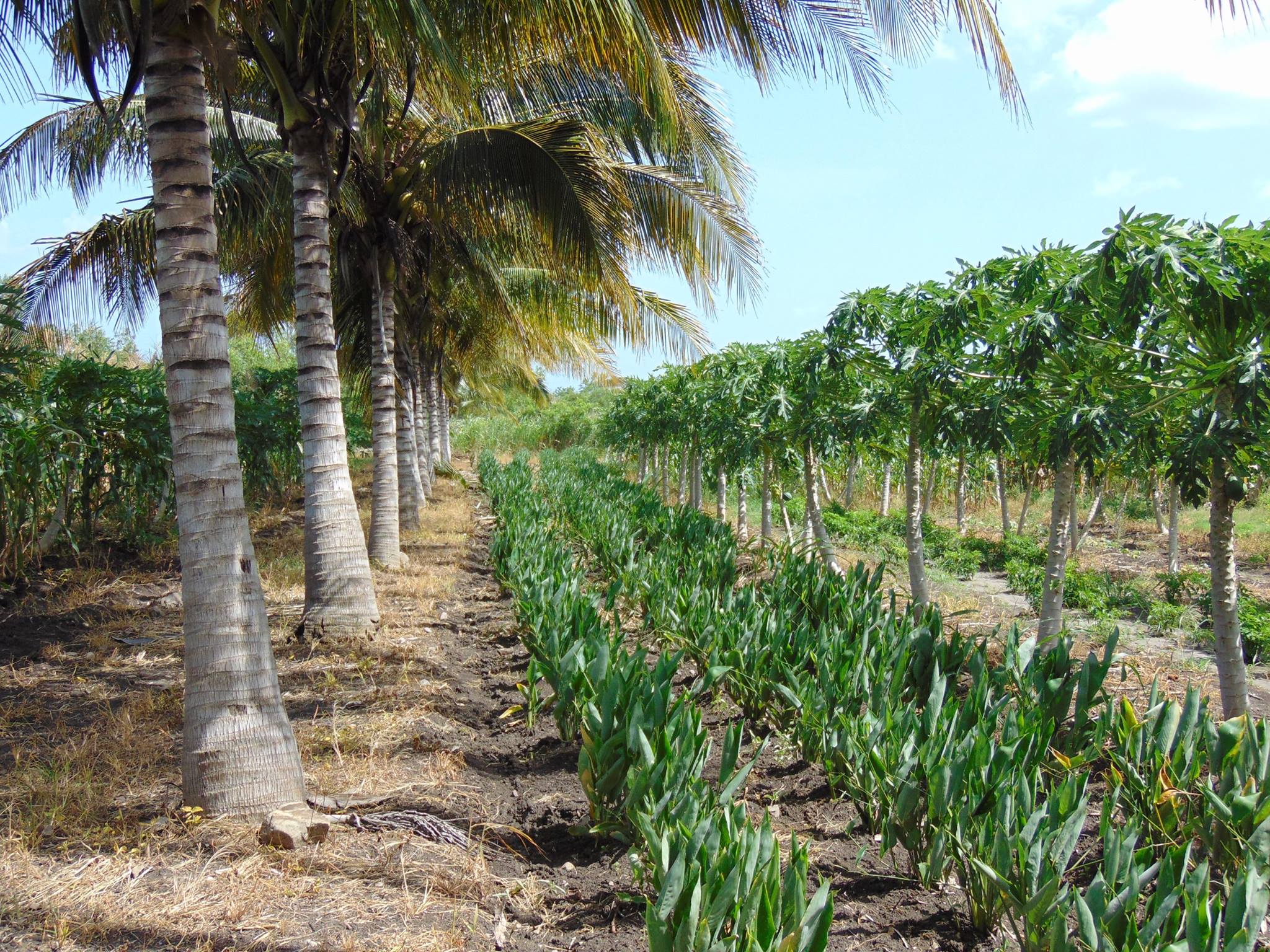 COCOS Yaidel 2