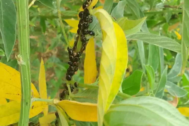 The black bean bug is a new detection for the Cuban entomofauna and is considered an invasive pest.