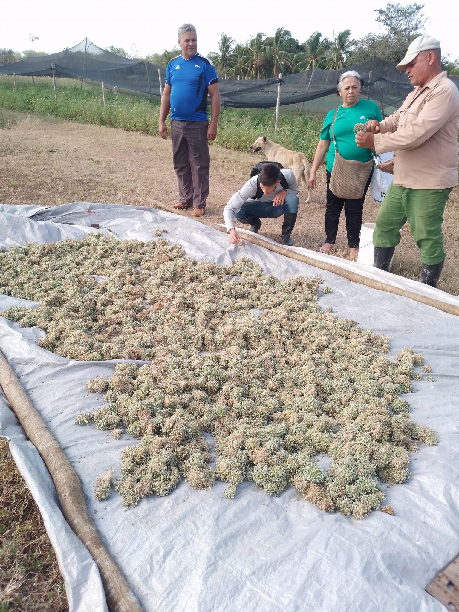 El productor junto a representantes de Pial en una evaluación de sus cultivos de cebolla Caribe 2