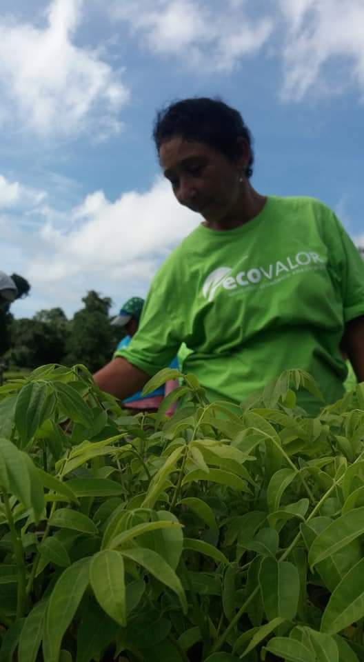 Agroforestry worker